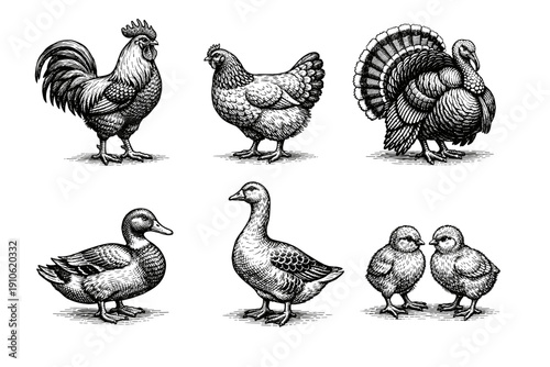 Vintage poultry engraving set, antique farm birds and chicken sketches in woodcut style