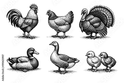Vintage poultry engraving set, antique farm birds and chicken sketches in woodcut style