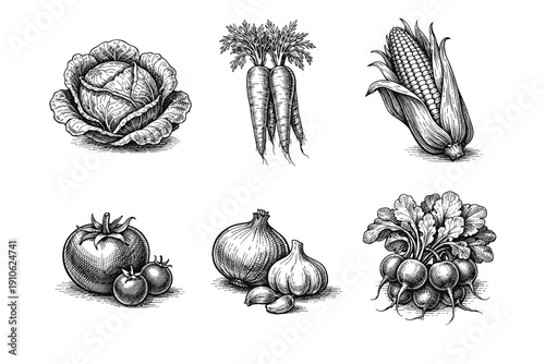 Vintage garden vegetables engraving set, retro agricultural crop sketches in woodcut style isolated on white
