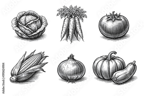 Vintage garden vegetables engraving set, retro agricultural crop sketches in woodcut style isolated on white