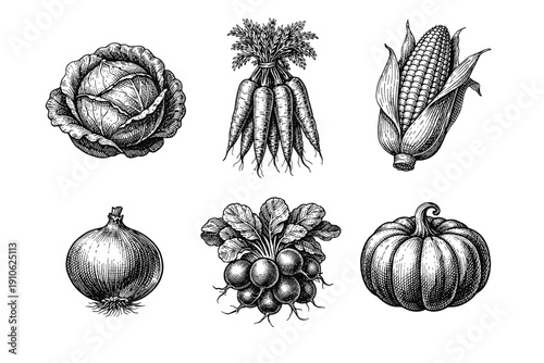 Vintage garden vegetables engraving set, retro agricultural crop sketches in woodcut style isolated on white
