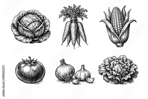 Vintage garden vegetables engraving set, retro agricultural crop sketches in woodcut style isolated on white