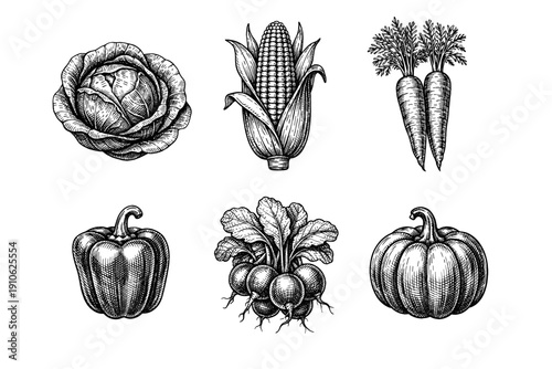 Vintage garden vegetables engraving set, retro agricultural crop sketches in woodcut style isolated on white
