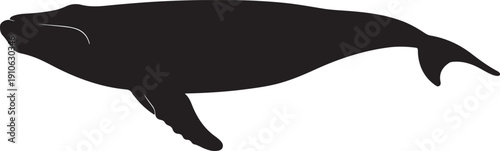 Humpback Whale on white background.