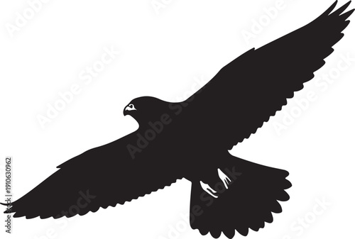 Peregrine Falcon on white background.