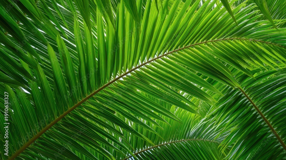 Fototapeta premium Lush Green Palm Leaves Creating a Tropical Atmosphere with Sunlight Filtering Through the Fronds in a Natural Setting