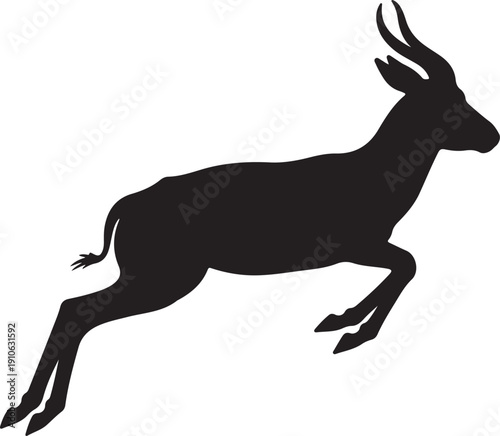 Springbok on white background..