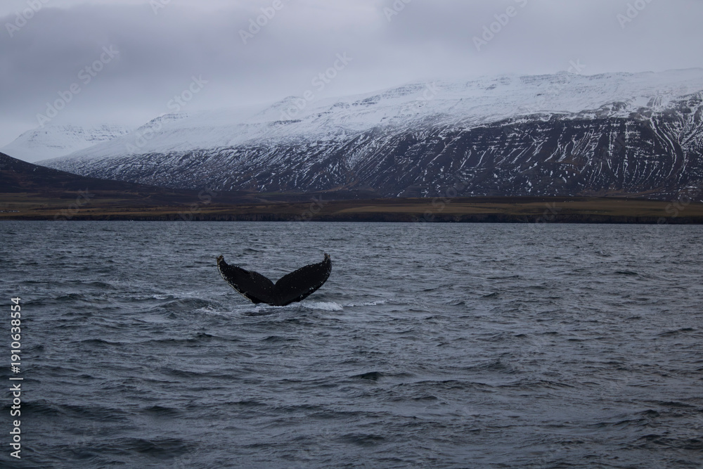 Fototapeta premium whale tail in the water in the mountains