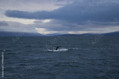 whale in the sea