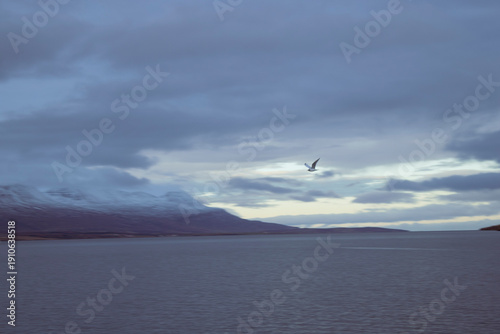 seagull in the sky