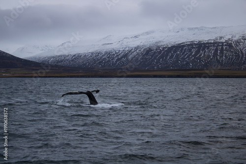 whale tail in the water