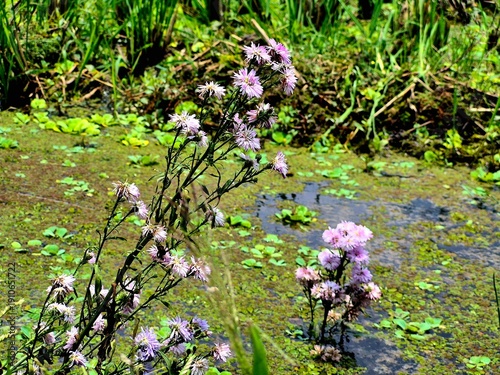 Cuadro en lienzo Wild Purple Flowers Blooming in Swamp Ecosystem