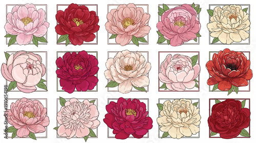 Collection of various colored peony flowers in square frames