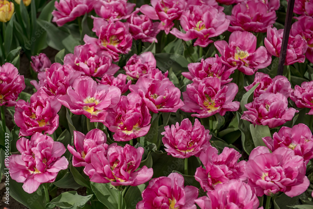 Fototapeta premium Keukenhof, Netherlands, April 04 2018: A vibrant display of pink tulips in full bloom, showcasing natures beauty in a stunning garden setting