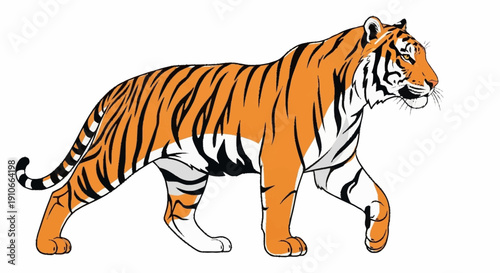 Majestic Tiger Walking Confidently Isolated White Background.