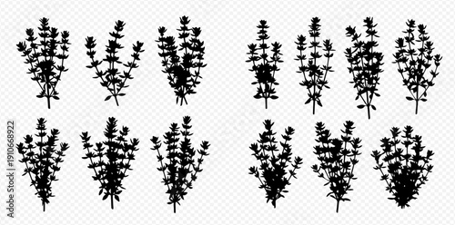 Set of Black Silhouettes of Lavender Flowers and Leaves on a Transparent Background.