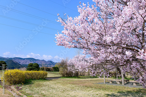 桜満開の宮城県白石の緑地公園
