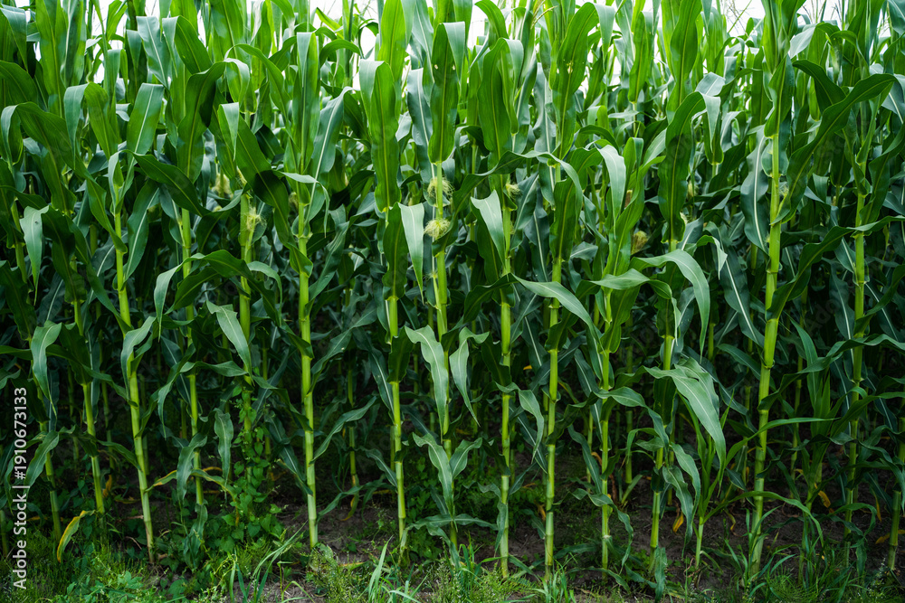 Obraz premium Lush corn plants growing vertically, filling a vast green agricultural field, showing steady crop development and a healthy summer harvest in warm natural daylight