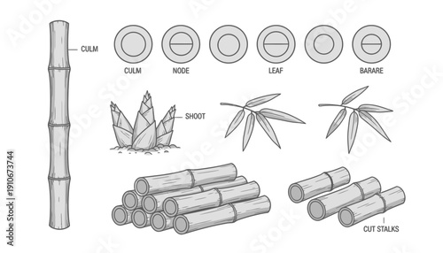 Detailed diagram of bamboo parts including culm, node, internode, leaf, rhizome, shoot, and cut stems.