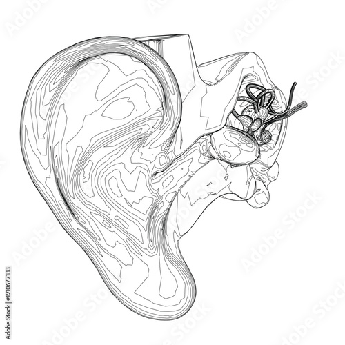 A black and white line drawing of a human ear's internal structure and contour, featuring a heart shape at its center.