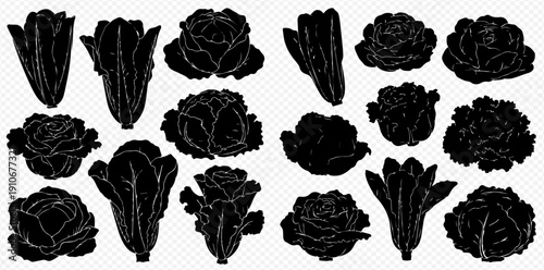 Collection of various lettuce and cabbage silhouettes, fresh healthy vegetables for cooking and salads, vector illustration on transparent background.