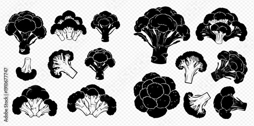 Broccoli vegetable set, hand drawn vector illustration, healthy food, organic ingredient, green florets.