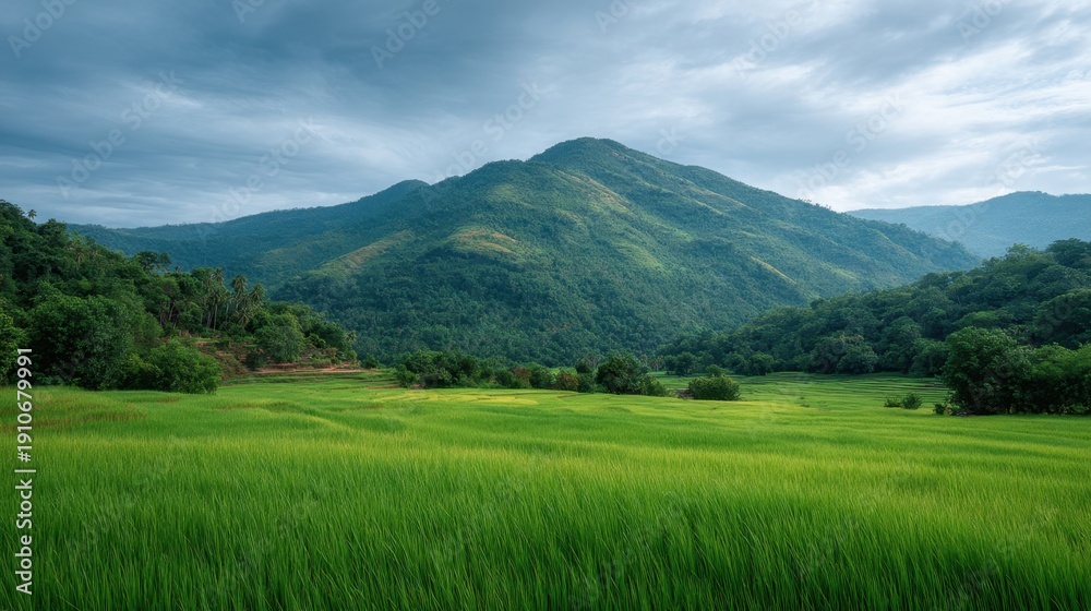 Obraz premium Serene Landscape with Lush Green Rice Fields and Majestic Mountain Under Dramatic Sky in Rural Setting, Nature's Beauty Captured in Tranquil Moment