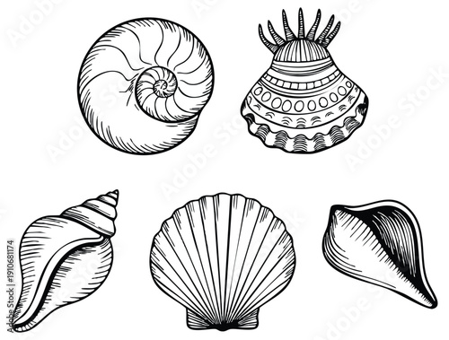 Vector graphics set of sea shells silhouettes and stamps perfect for beach ocean marine decoration summer patterns and seaside themed artwork