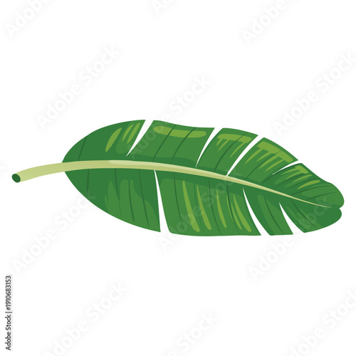 Vector illustration of banana leaf isolated suitable for botanical tropical nature food wrap eco design and organic themed projects