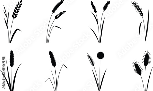 Stylized black silhouettes of diverse grass and grain plants, agricultural botanical illustration set for farming, nature, and design