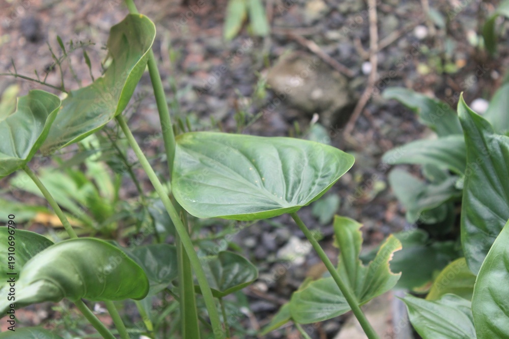Obraz premium rain drops on a green leaf