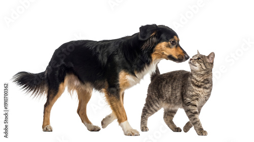 Φωτογραφία a border collie dog and a tabby cat interacting nose-to-nose with a transparent background