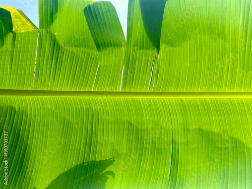 Texture of Fresh Green Banana Leaf with Vertical Lines