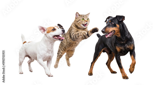 high-energy png image with transparent background: a jack russell terrier, a leaping tabby cat, and a doberman dog in dynamic interaction.