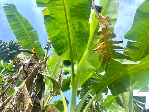 Fresh Vibrant Green Banana Leaves in Tropical Garden Sunlight