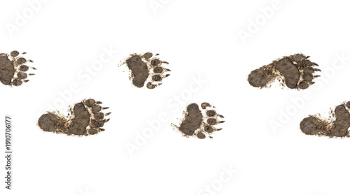 Muddy bear paw prints trail isolated on, transparent background