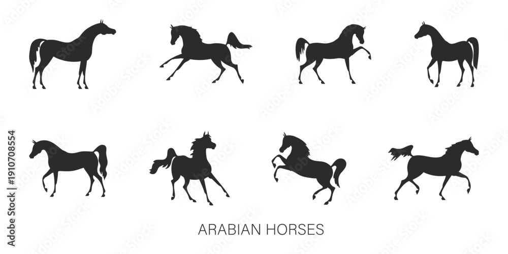 Fototapeta premium Silhouettes of beautiful arabian horses in various poses isolated on white