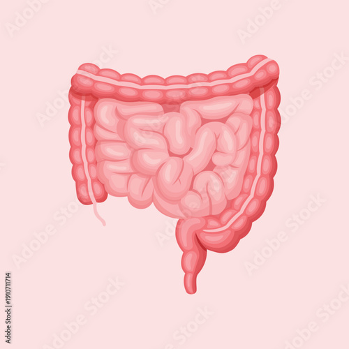 Human large intestine anatomy illustration representing digestive system health and medical education concepts.