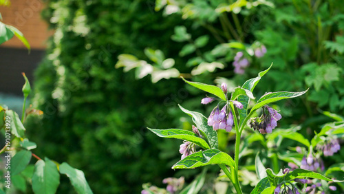 Purple comfrey (Symphytum officinale) flowers blooming in a lush green garden. Medicinal herb with bell-shaped blossoms and textured leaves in natural sunlight, symbolizing herbal healing and organic 