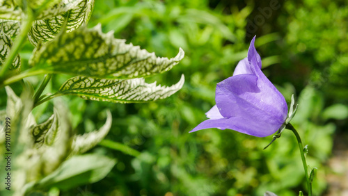 Purple balloon flower (Platycodon grandiflorus) blooming in a green garden with soft natural background. Elegant bell-shaped blossom in outdoor light, symbolizing freshness, tranquility, and seasonal 