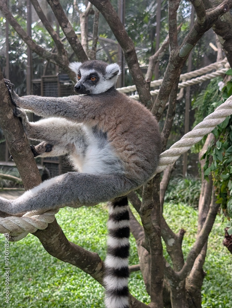 Obraz premium Ring-Tailed Lemur Climbing Tree Branch in Tropical Zoo Habitat