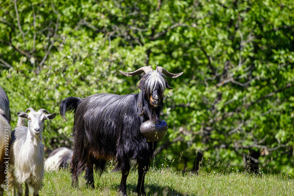 Fototapeta premium A black goat with a large bell around its neck stands in a grassy field with other goats and a backdrop of lush green trees.