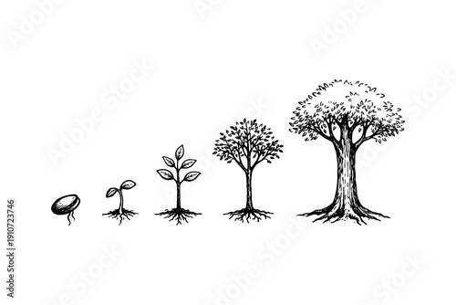 Growth stages of a tree from seed to maturity illustrated in black and white