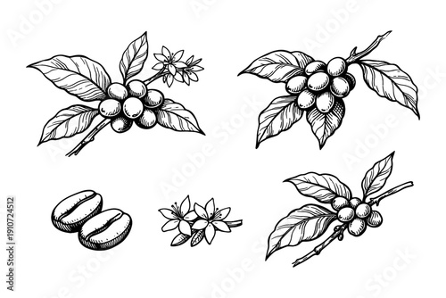 Hand-drawn coffee plant illustrations with beans and flowers