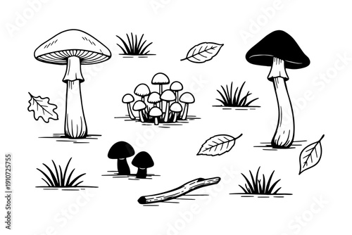 Monochrome illustration of various mushrooms and leaves on white background