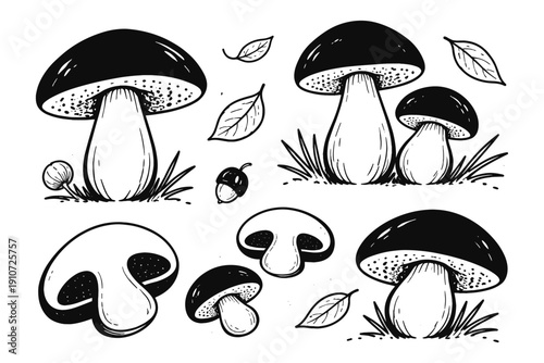 Black and white mushroom illustrations with leaves and acorns