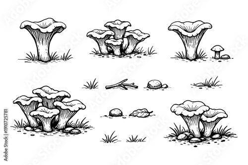 Black and white illustrations of various wild mushrooms with detailed sketches