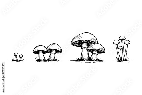 Hand-drawn mushroom sketches: various sizes and styles in black and white