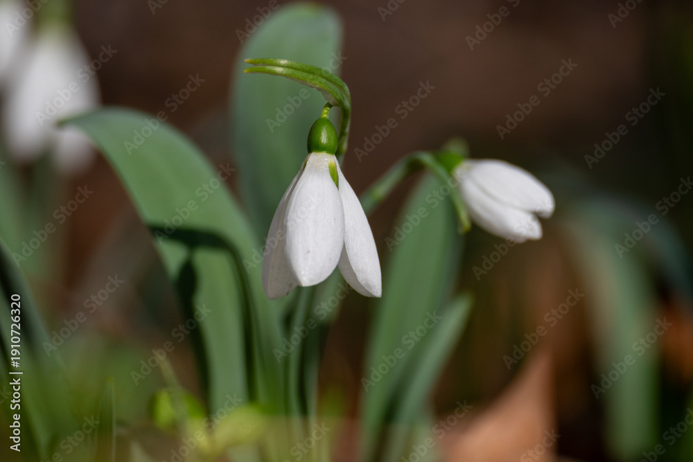 Fototapeta premium Two Snowdrop Flowers Blooming in Spring