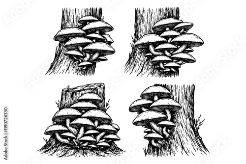 Cluster of mushrooms on tree stumps in detailed black and white illustration